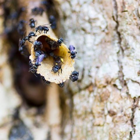 Ong dú giống Furva An Giang