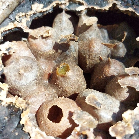 Phấn hoa nguyên chất 200ml