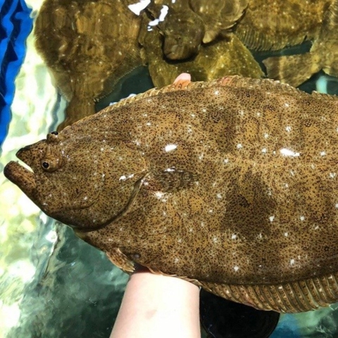 CÁ BƠN NÂU TƯƠI SỐNG - HÀN QUỐC