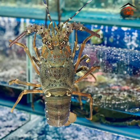 Tôm Hùm Xanh Bình Ba Tươi S.ống Size Đặc Biệt 400-500gr