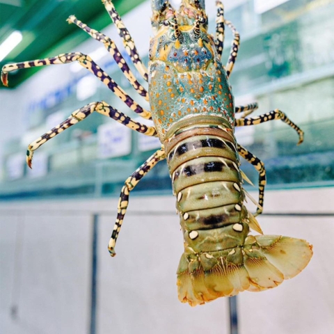 TÔM HÙM BÔNG TƯƠI SỐNG