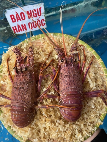 Tôm Hùm Tây Úc Sống Size 0,9-1,1kg/con