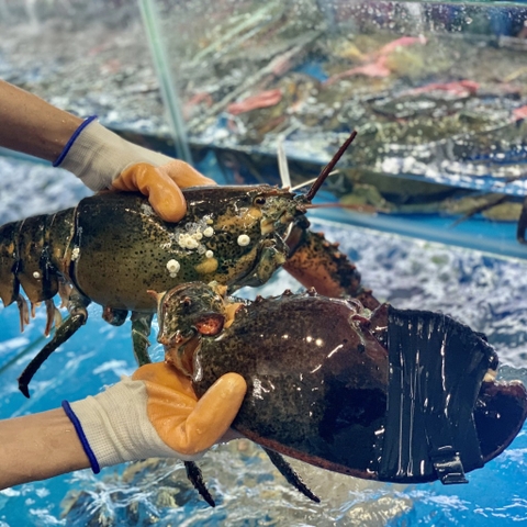 Tôm Hùm Alaska Loại 1.5-3.5kg/Con