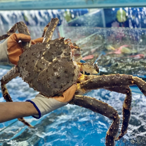 CUA HOÀNG ĐẾ - KINGCRAB ĐỎ TƯƠI SỐNG