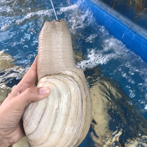 Ốc vòi voi Ngà Canada size lớn 1-2kg/con