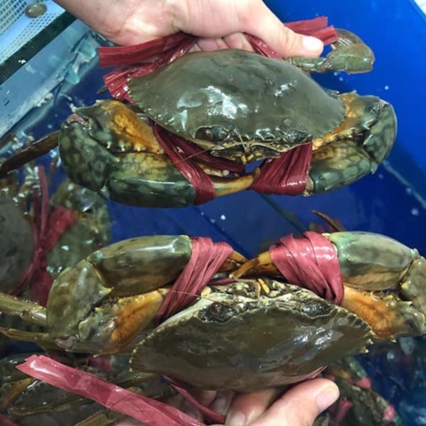 CUA CÀ MAU SỐNG - CUA THỊT SIZE Y5