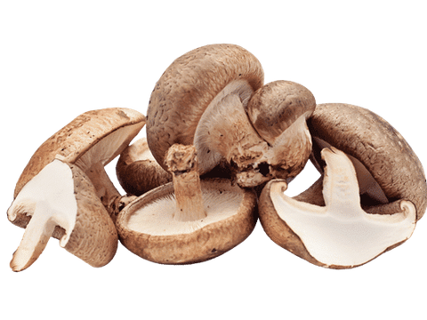 CHIẾT XUẤT NẤM HƯƠNG