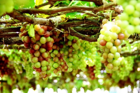 Hè Về - Khám Phá Vườn Nho Tại Ninh Thuận