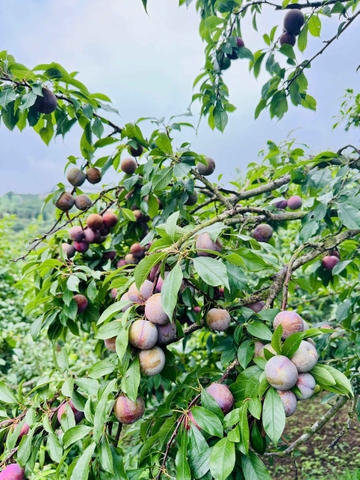 Mận Hậu Tươi Mộc Châu