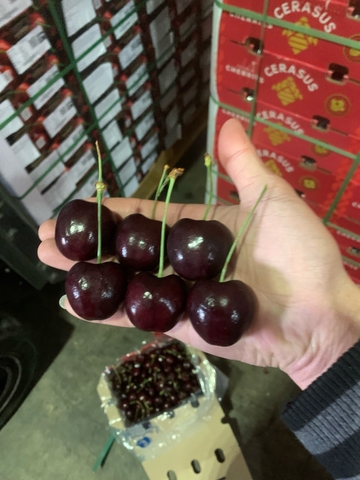 Cherry Chile Kordia