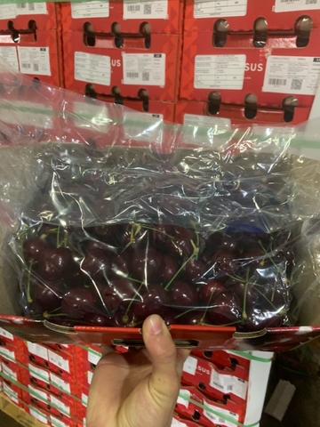 Cherry Chile Kordia