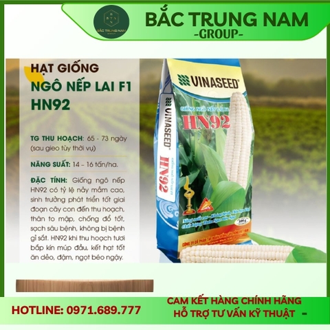 Giống ngô nếp lai F1 HN 92