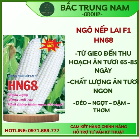 Hạt Giống NGÔ NẾP LAI HN68 THƠM NGON gói 500g