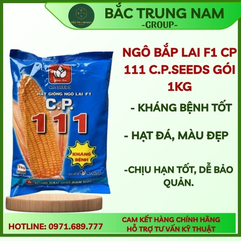 HẠT GIỐNG NGÔ LAI C.P.111