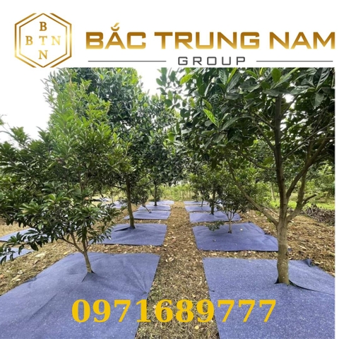 Vải Phủ Chống Cỏ Gốc Cây - Đủ Mọi Kích Cỡ