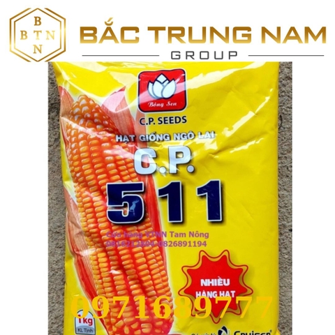 HẠT GIỐNG NGÔ LAI F1_ C.P.511