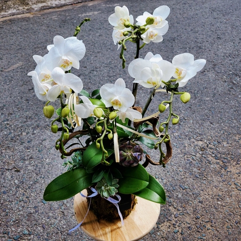 L5 Thiết kế Sang Trọng