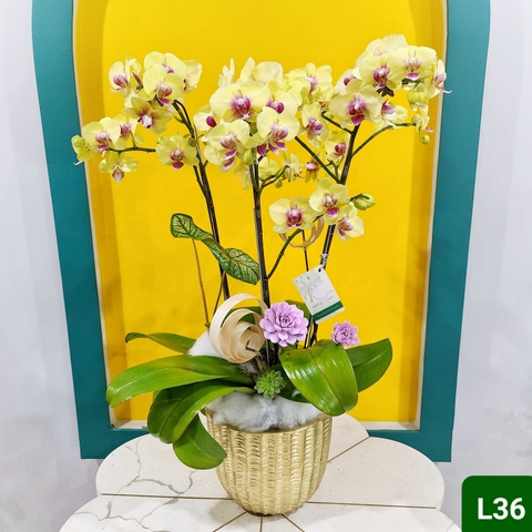 L36 Thiết kế Sang Trọng