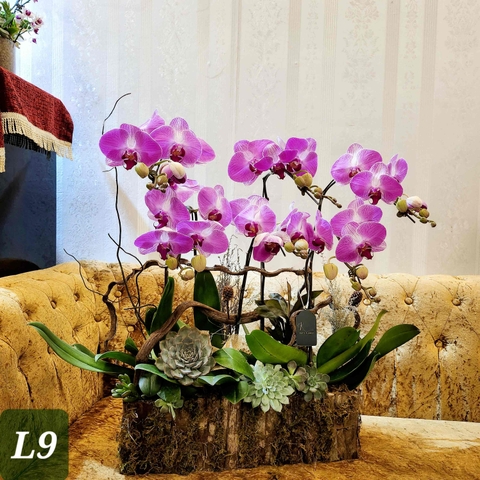 L9 Thiết kế Sang Trọng