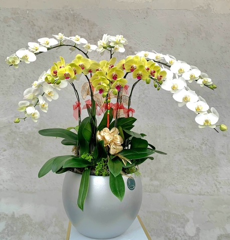 L10 Thiết kế Hiện Đại