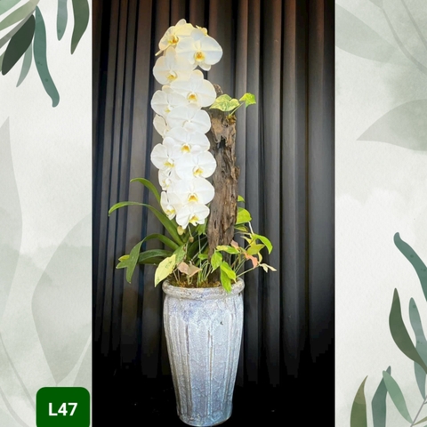 L47 Thiết kế Sang Trọng