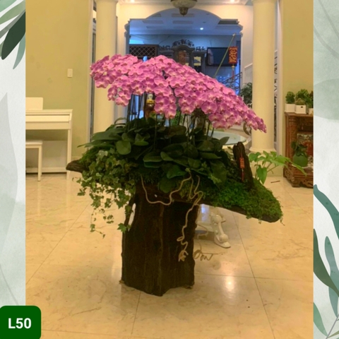 L50 Thiết kế Cao Cấp