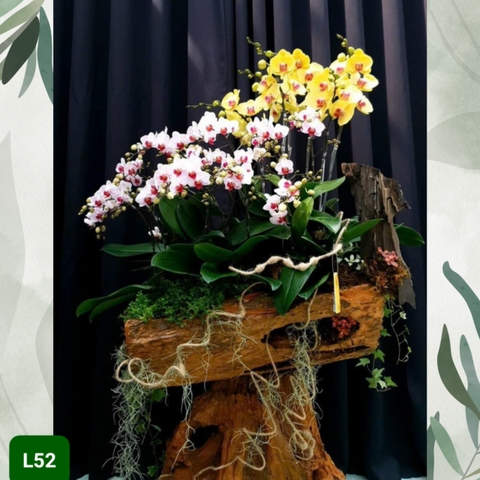 L52 Thiết kế Cao Cấp