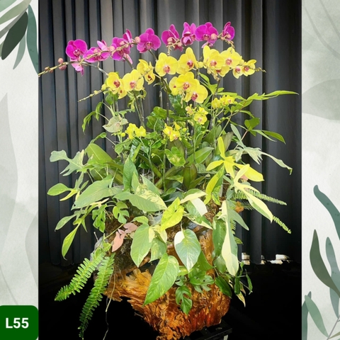 L55 Thiết kế Cao Cấp