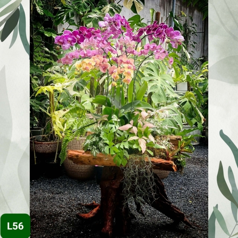 L56 Thiết kế Cao Cấp