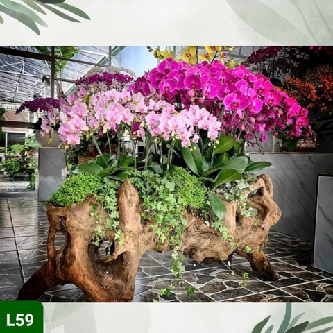 L59 Thiết kế Cao Cấp