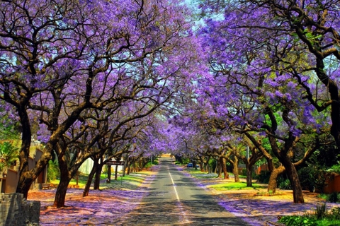 Top 5 Tour Du lịch Nam Phi, Châu Phi từ Hà Nội Hot nhất 2026