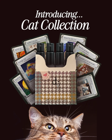 Cat Discovery Set