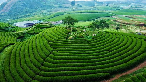 CAO NGUYÊN MỘC CHÂU ( 2 NGÀY 1 ĐÊM )
