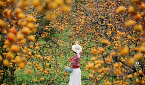 TOUR HÀ NỘI - MỘC CHÂU 2 NGÀY 1 ĐÊM
