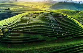 TOUR DU LỊCH HÀ NỘI - CAO NGUYÊN MỘC CHÂU – HÀ NỘI 2 NGÀY 1 ĐÊM