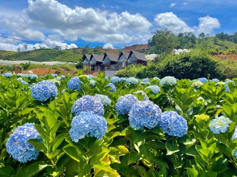 ĐẠI NGÀN TÂY NGUYÊN - ĐÀ LẠT - BUÔN MÊ THUỘT - PLEIKU 5 NGÀY 4 ĐÊM