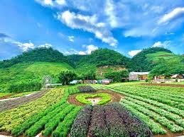 TOUR HÀ NỘI - MỘC CHÂU - SĂN MÂY TÀ XÙA - HÀ NỘI