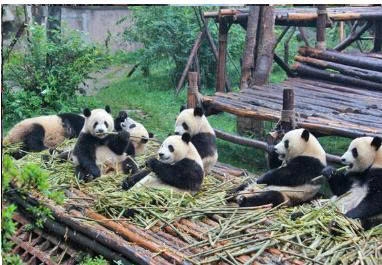 TOUR TRÙNG KHÁNH - TỪ KHÍ KHẨU - HỒNG NHAI ĐỘNG - CÔNG VIÊN GẤU TRÚC - TỊNH THỔ A BÁ - PHỐ CỔ CẨM LÝ - THÀNH ĐÔ - CỬU TRẠI CÂU