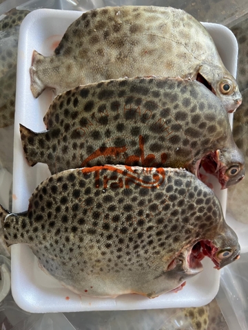 CÁ NÂU TƯƠI - CẤP ĐÔNG ĐÓNG VỈ