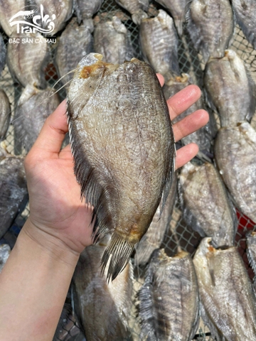 CÁ BỔI MỘT NẮNG