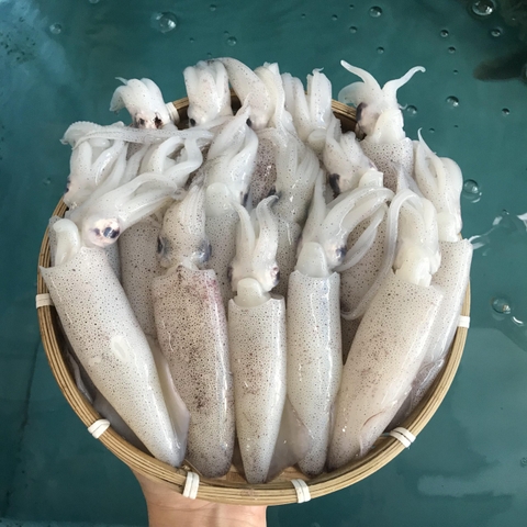 MỰC TRỨNG CÀ MAU