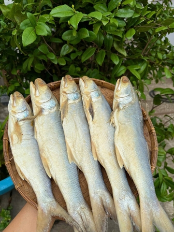 CÁ CHÉT DÙI