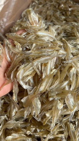 CÁ CƠM RỜI