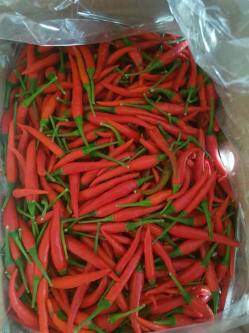 Red Chilli Padi