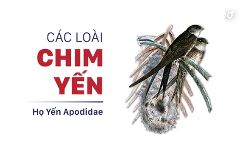 CÁC LOÀI CHIM YẾN