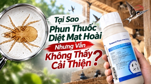 Tại Sao Phun Thuốc Diệt Mạt Hoài Nhưng Vẫn Không Thấy Cải Thiện?