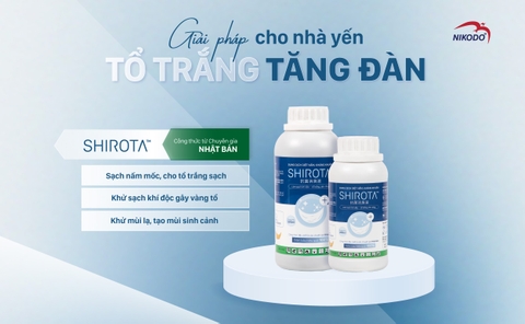 SHIROTA: BÍ QUYẾT CHO TỔ YẾN TRẮNG TỰ NHIÊN CHỈ SAU 3 THÁNG