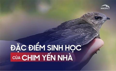 Đặc Điểm Sinh Học Của Chim Yến Nhà