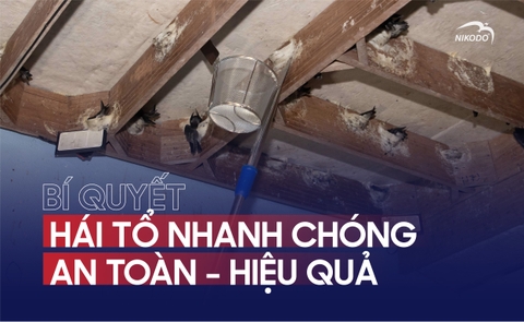Dụng Cụ Thu Hoạch Tổ Yến: Bí Quyết Hái Tổ Nhanh Chóng, An Toàn và Hiệu Quả