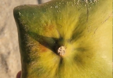 Có ai biết quả này là quả gì không và nó có ăn được không ạ?